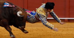 Top bullfighter 'seriously injured' after being gored in the behind